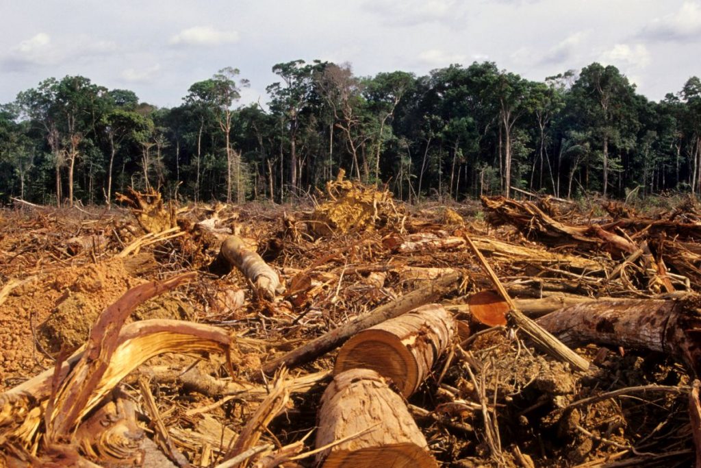 Over World Leaders Pledge To End Deforestation By At Cop