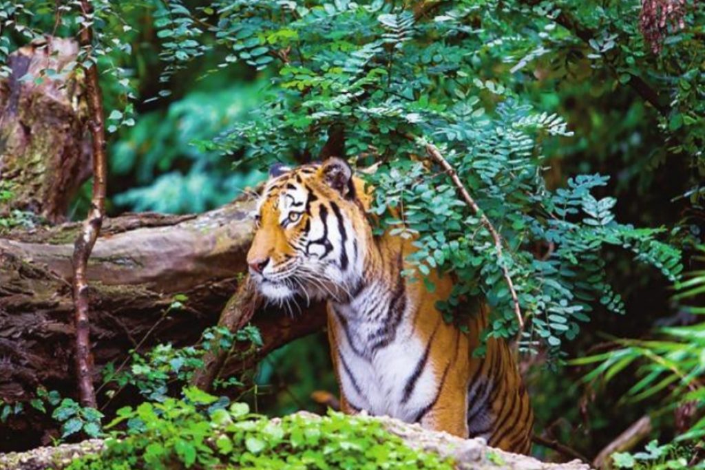 Ranipur Wild Sanctuary Of Up Gets Tiger Reserve Status