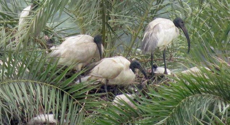 Delhi zoo records 500 painted stork births