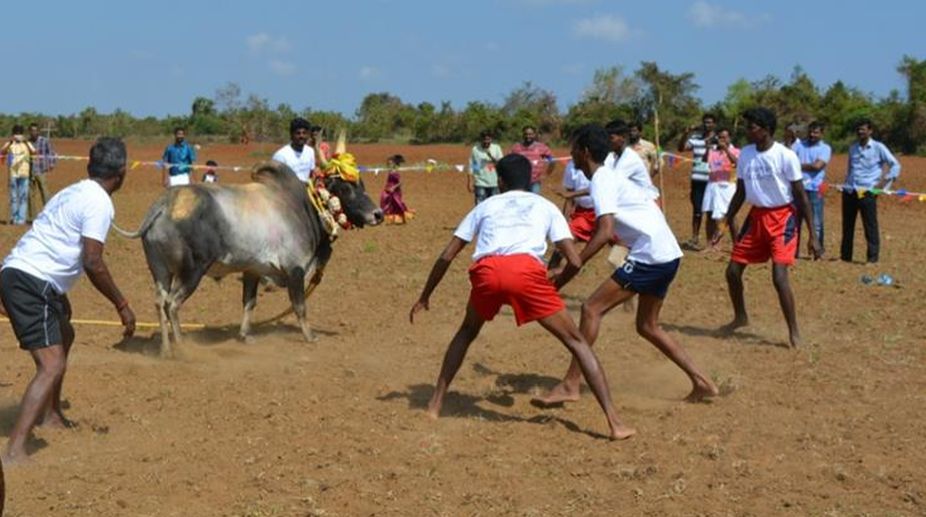 Jallikattu: SC to hear plea against Tamil Nadu law on January 30