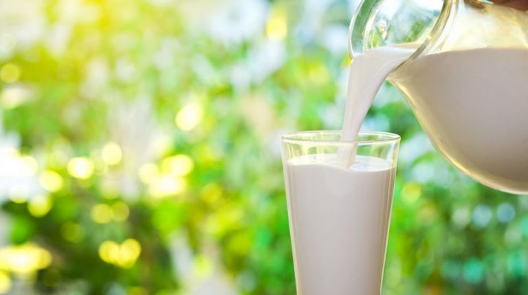 Drink camel milk for a healthier you - The Statesman