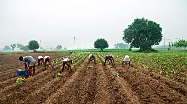 Heeng Farming To See Light Of Day In Himachal Pradesh The Statesman