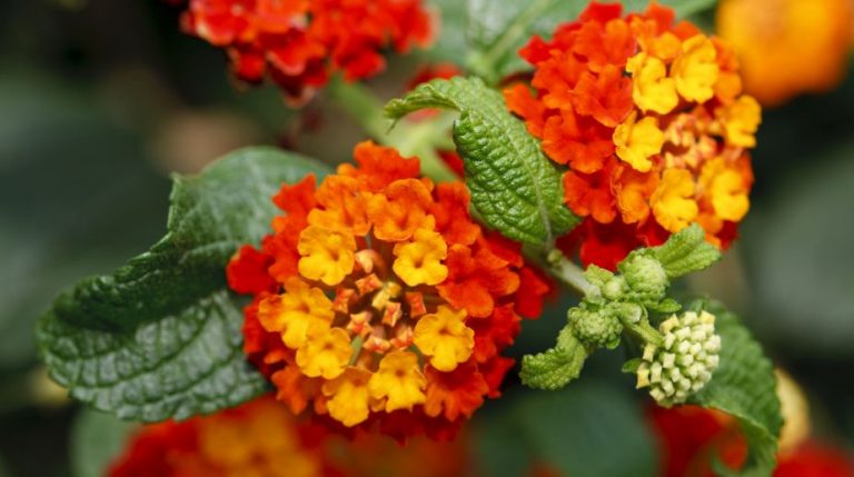 Lantana eating forest land in Himachal Pradesh - The Statesman