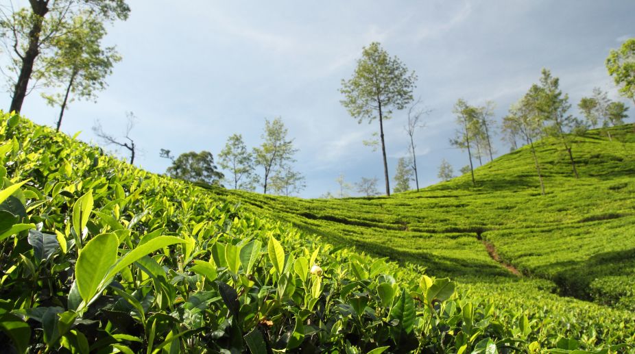 In Assam's fragrant tea gardens - The Statesman