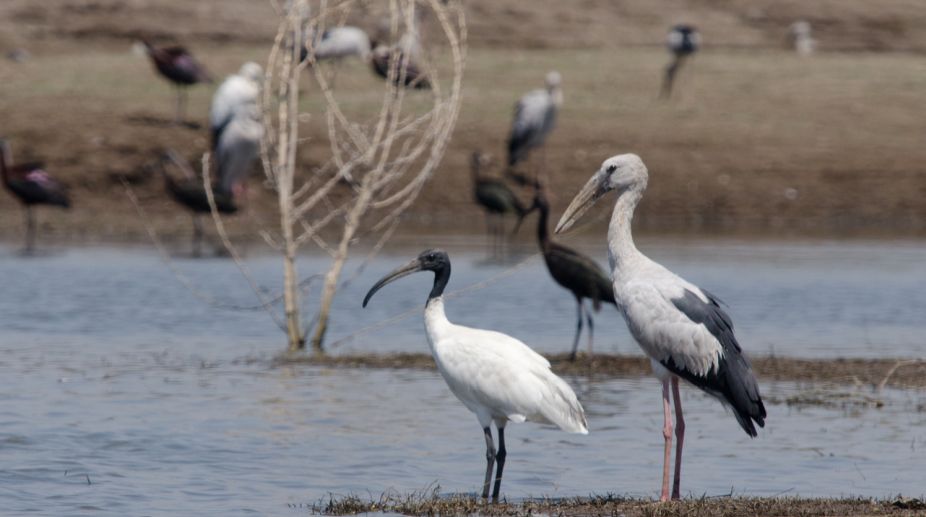 Pelicans invade sanctuary