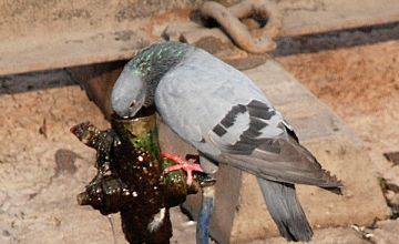 Pigeon with ‘message’ for PM taken into ‘custody’