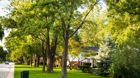 Green Neighbourhood May Help In Reducing Asthma Risk - The Statesman