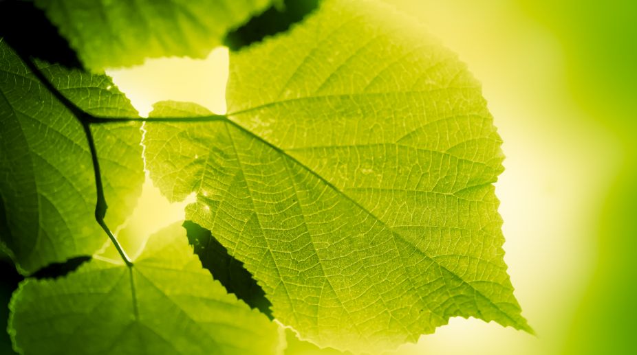 Research reveals: Photosynthesis is a 1.25 billion years old process