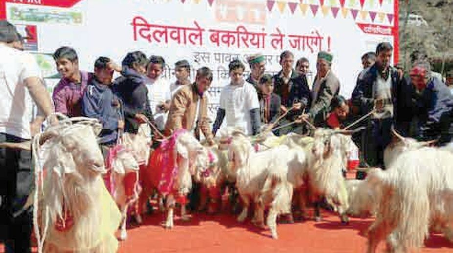 Row over goat marriage in U’khand