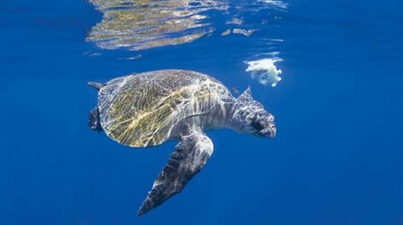 Conservation of sea turtles is a must for a balanced ocean ecosystem ...