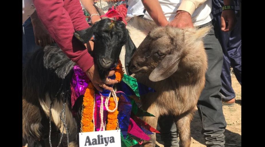 After hiccups, goat marriage event concludes peacefully in Tehri