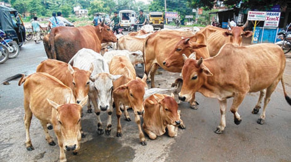 Shelter Homes For Stray Cows And Bulls In Gram Panchayats The Statesman