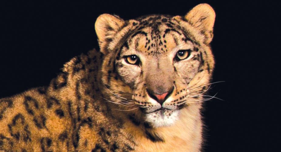 Himalayas, snow leopards, climate