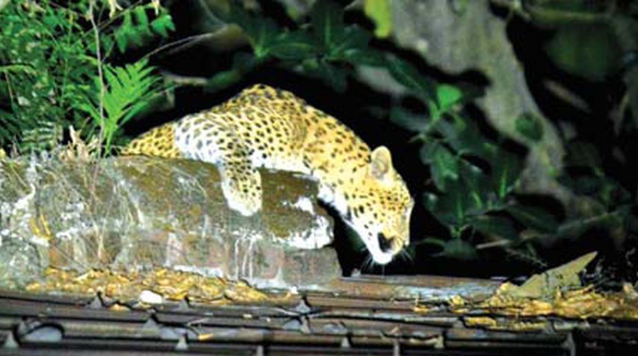 Leopard near Siliguri mall keeps town on edge