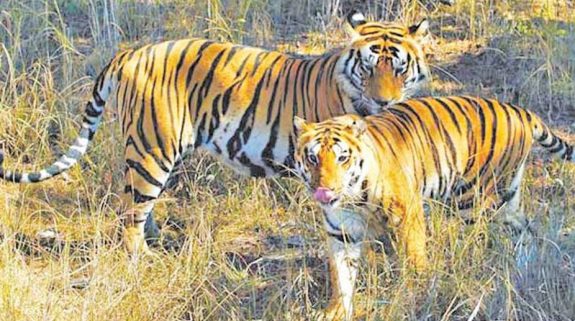 Six tigers to make Odisha's state reserve their new home - The Statesman