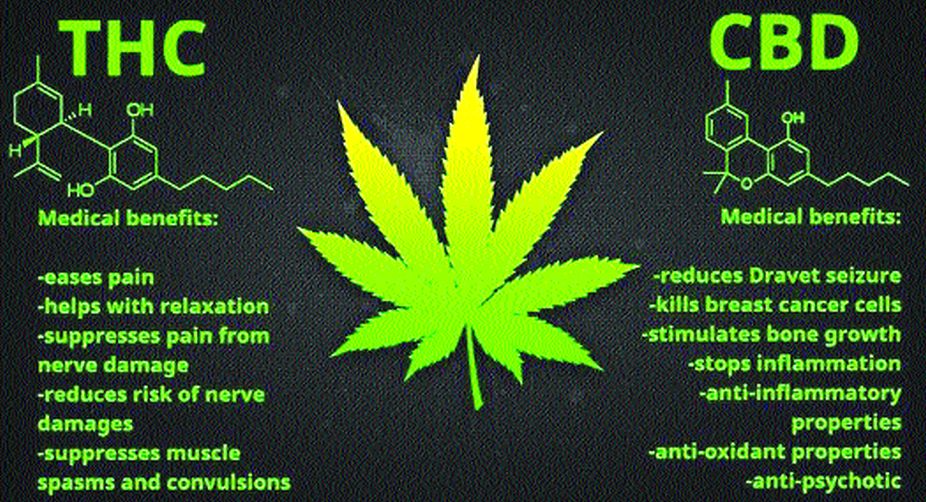 Sajid Javid, cannabis, medicinal cannabis, THC, CBD