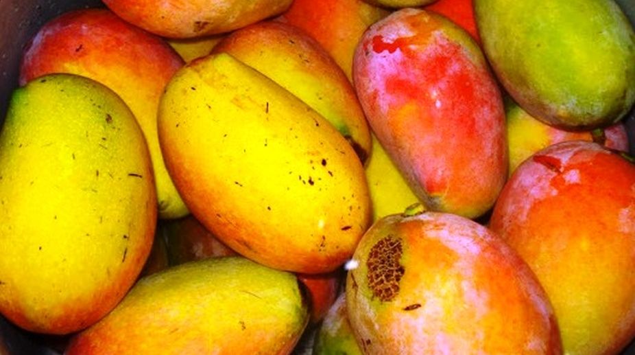 Gulab khas mango