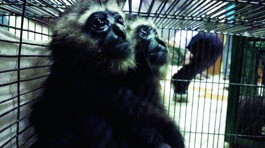 DRI arrests two for smuggling gibbons, exotic birds from B’desh