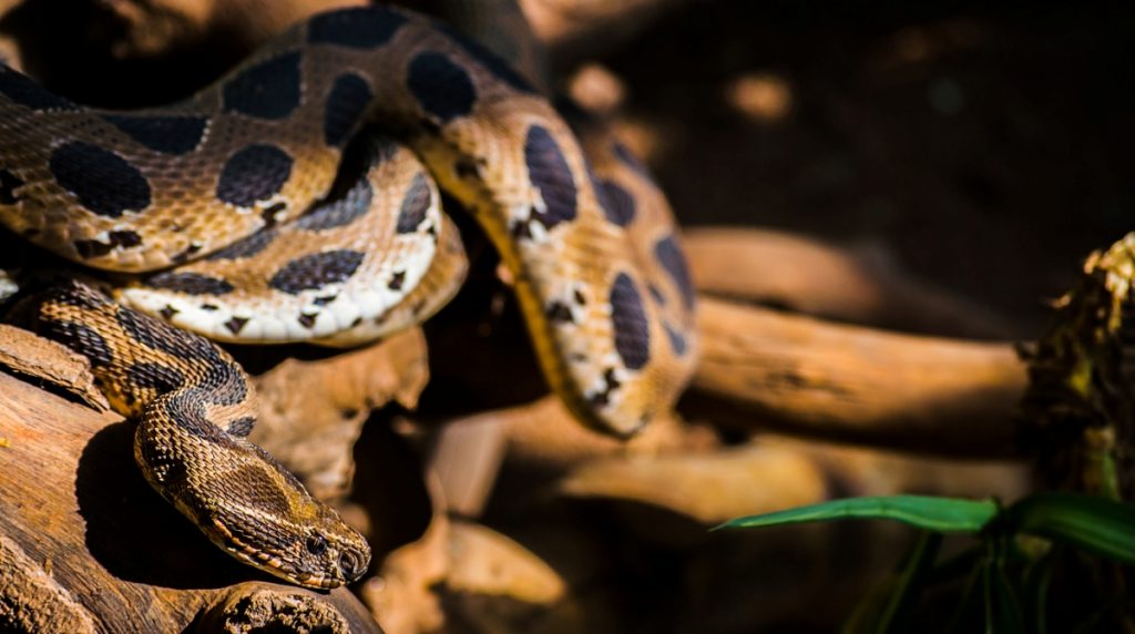 Panic grips Maharashtra school as 60 Russell’s viper found in kitchen ...