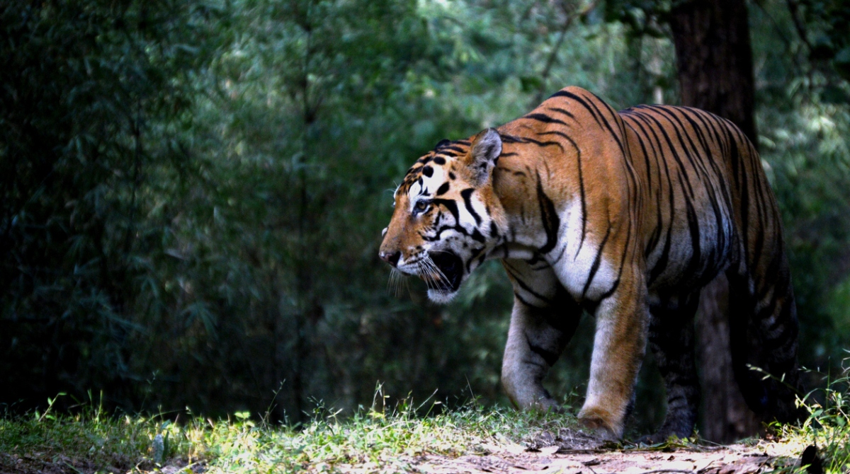 International Tiger Day: Mamata Banerjee expresses pride in Bengal’s ...