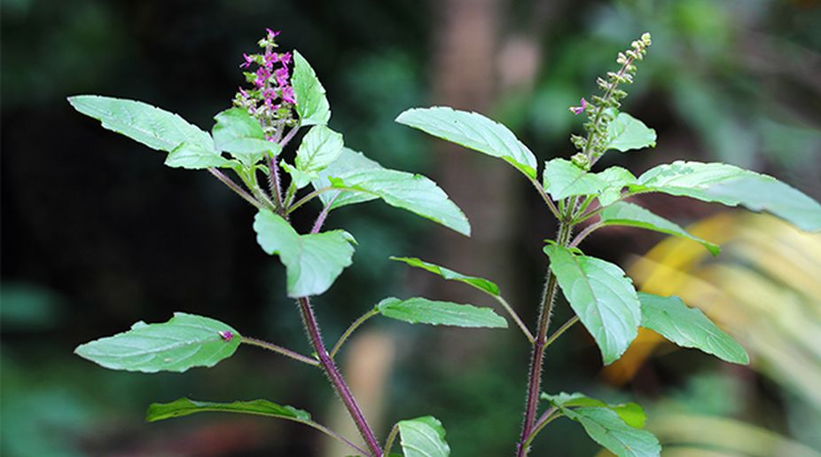 Dig into the best versatile herbs in your kitchen garden