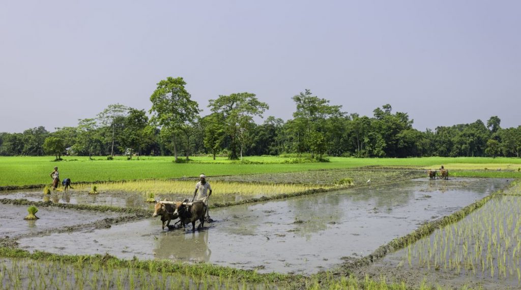 'Magic rice' from Assam gets the GI tag | Everything you need to know ...