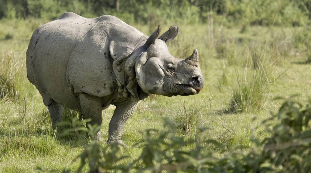 Bengal: One-horned rhino killed in Gorumara National Park, 3 held - The ...