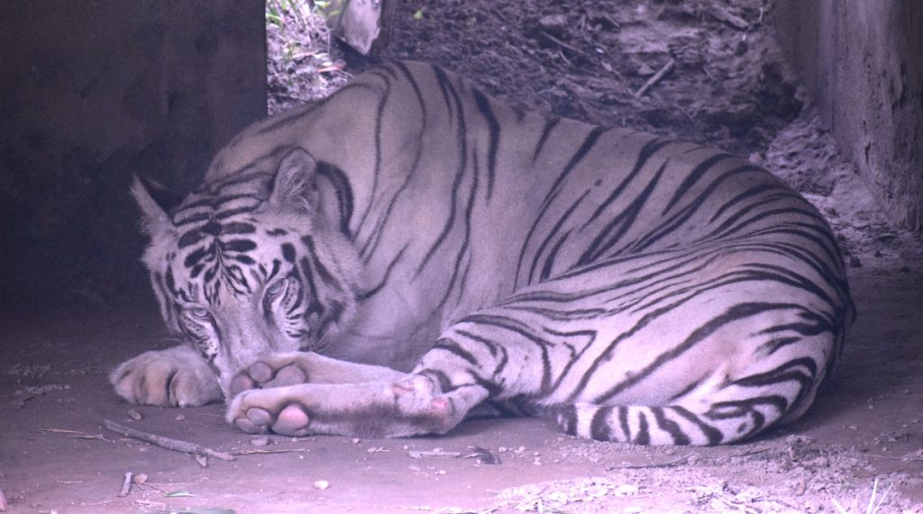 White Tigress In Delhi Zoo Gives Birth To Three Cubs