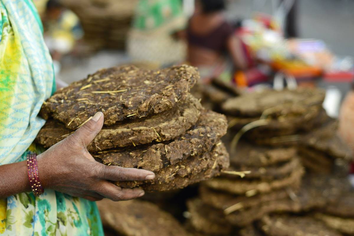 Cow Dung A Viable Alternative To Firewood The Statesman