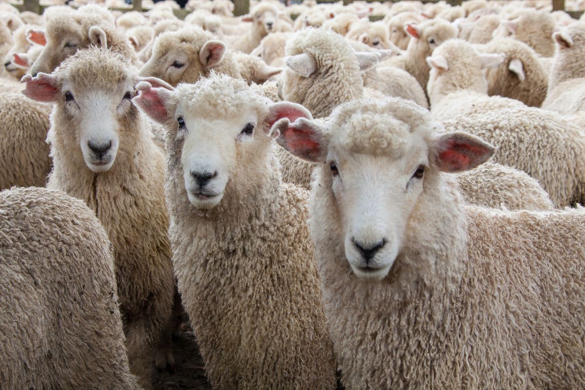 the-violent-sheep-wool-shearing-process-the-statesman