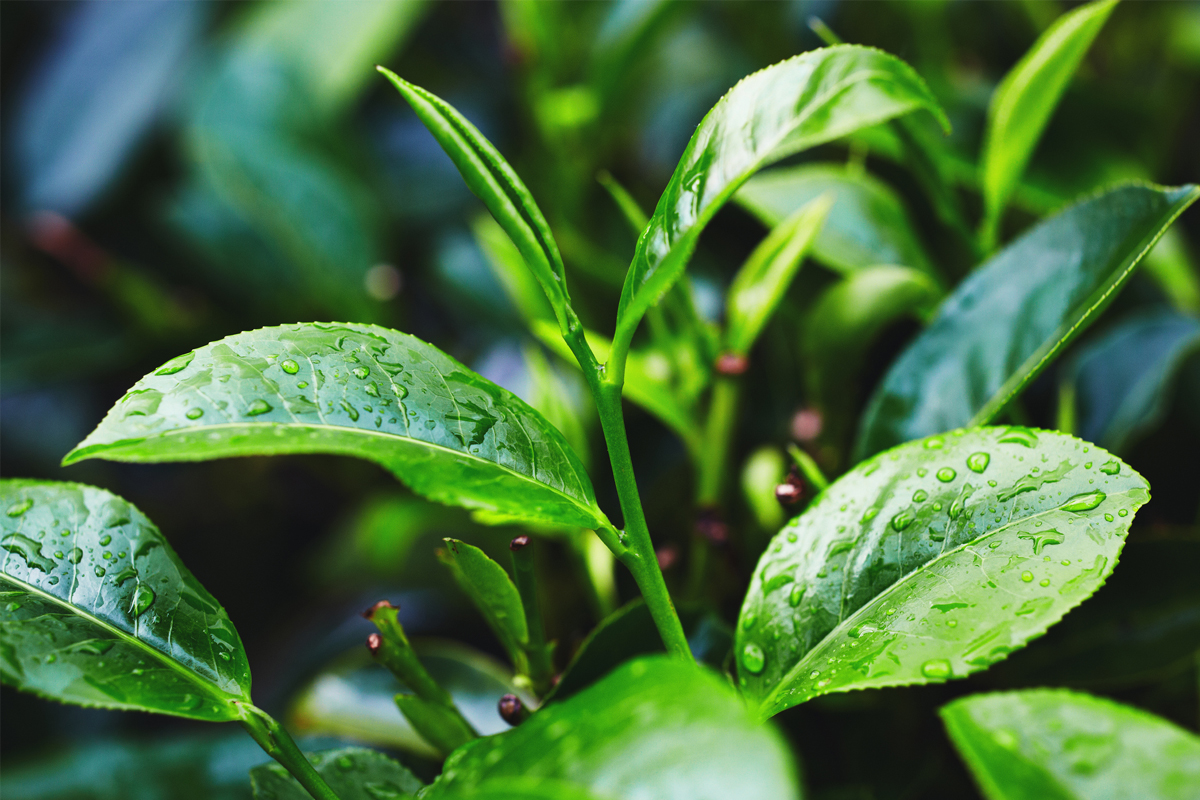 Tea Tree Oil Is Actually Different The Statesman