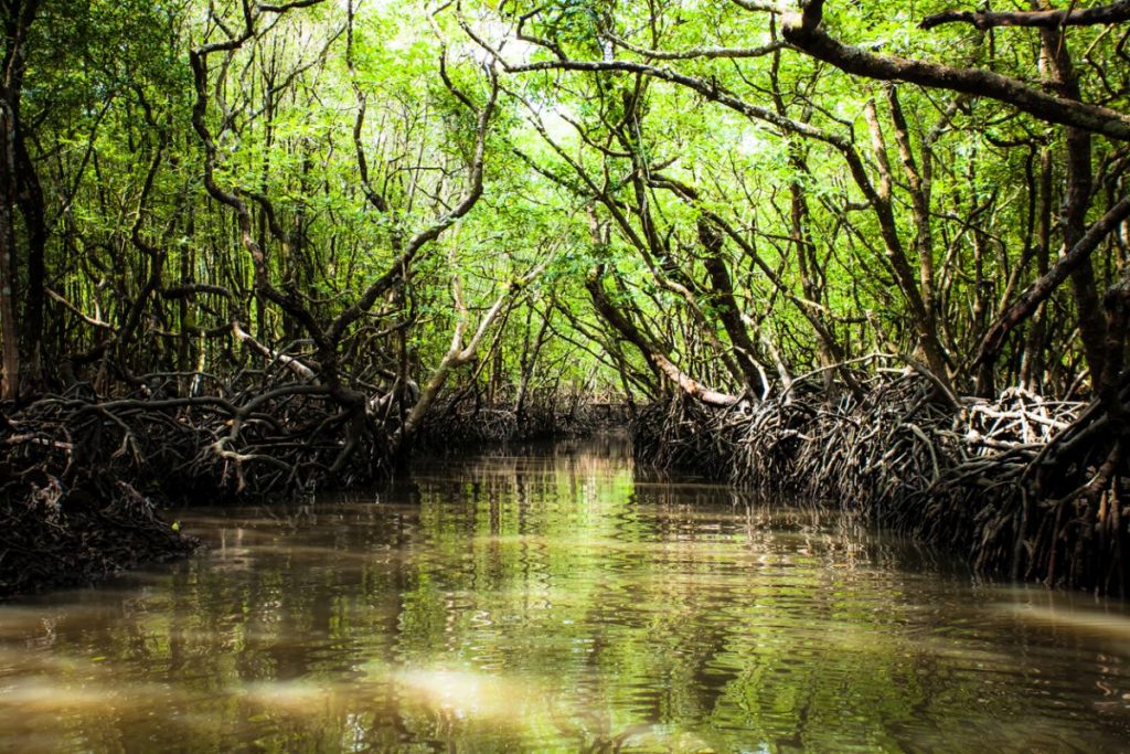 NGT warns of action against destruction of mangroves - The Statesman