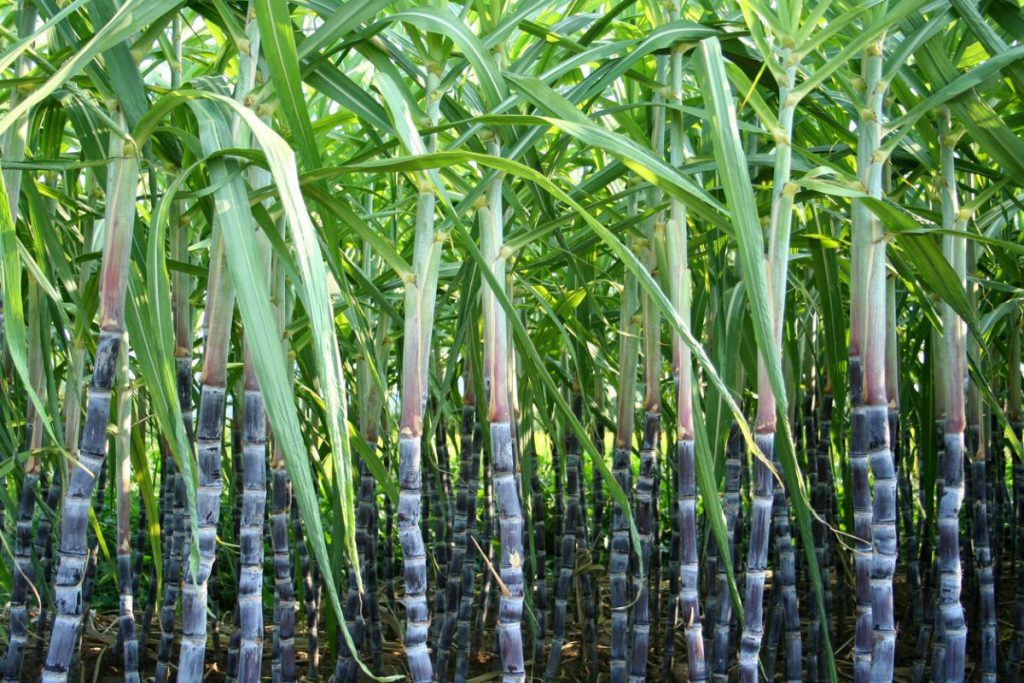 uttar-pradesh-sugarcane-farmers-yet-to-receive-dues-of-over-rs-6000