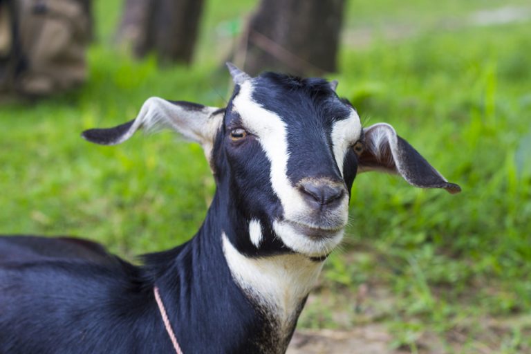 Govt To Start Largescale Breeding Of Black Bengal Goat The Statesman 5317