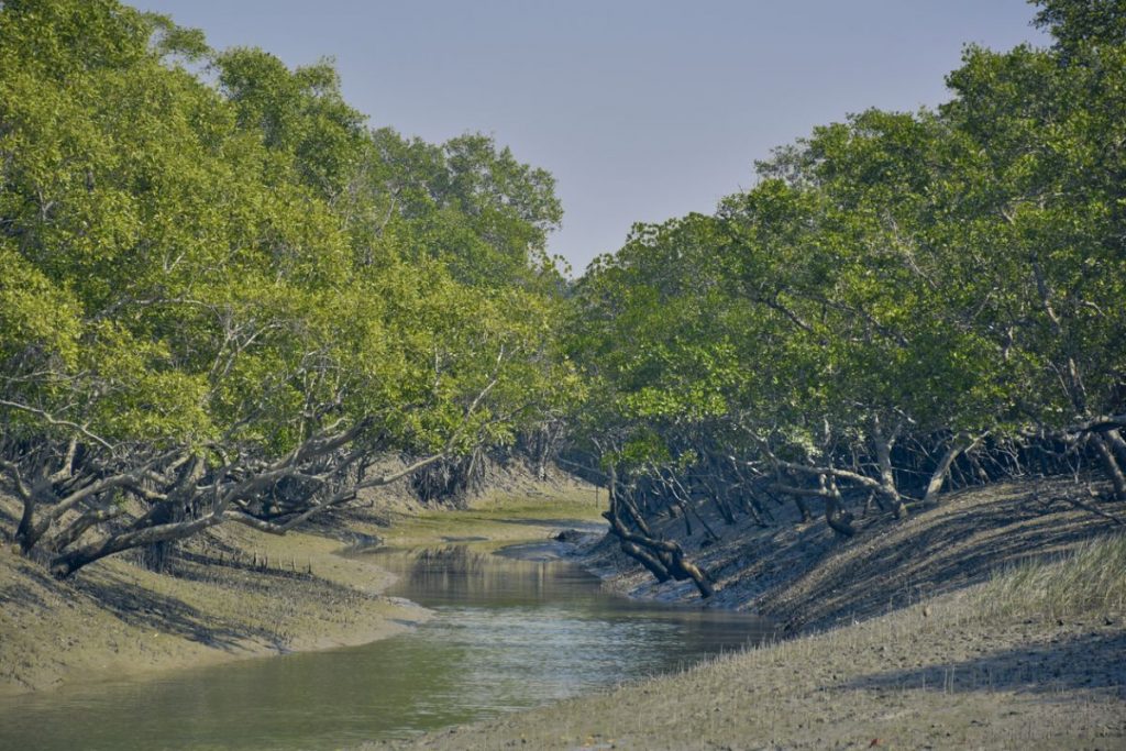 saving-the-sundarbans-of-crucial-importance-the-statesman