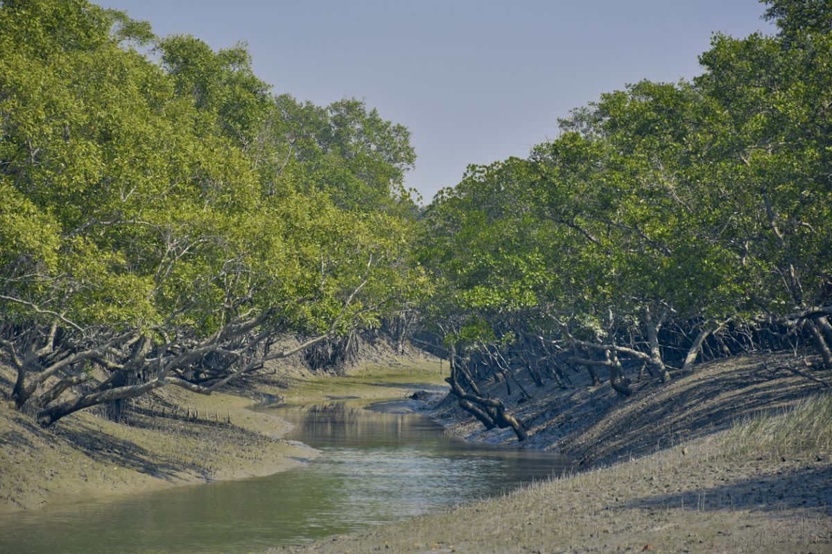 Saving The Sundarbans Of Crucial Importance The Statesman