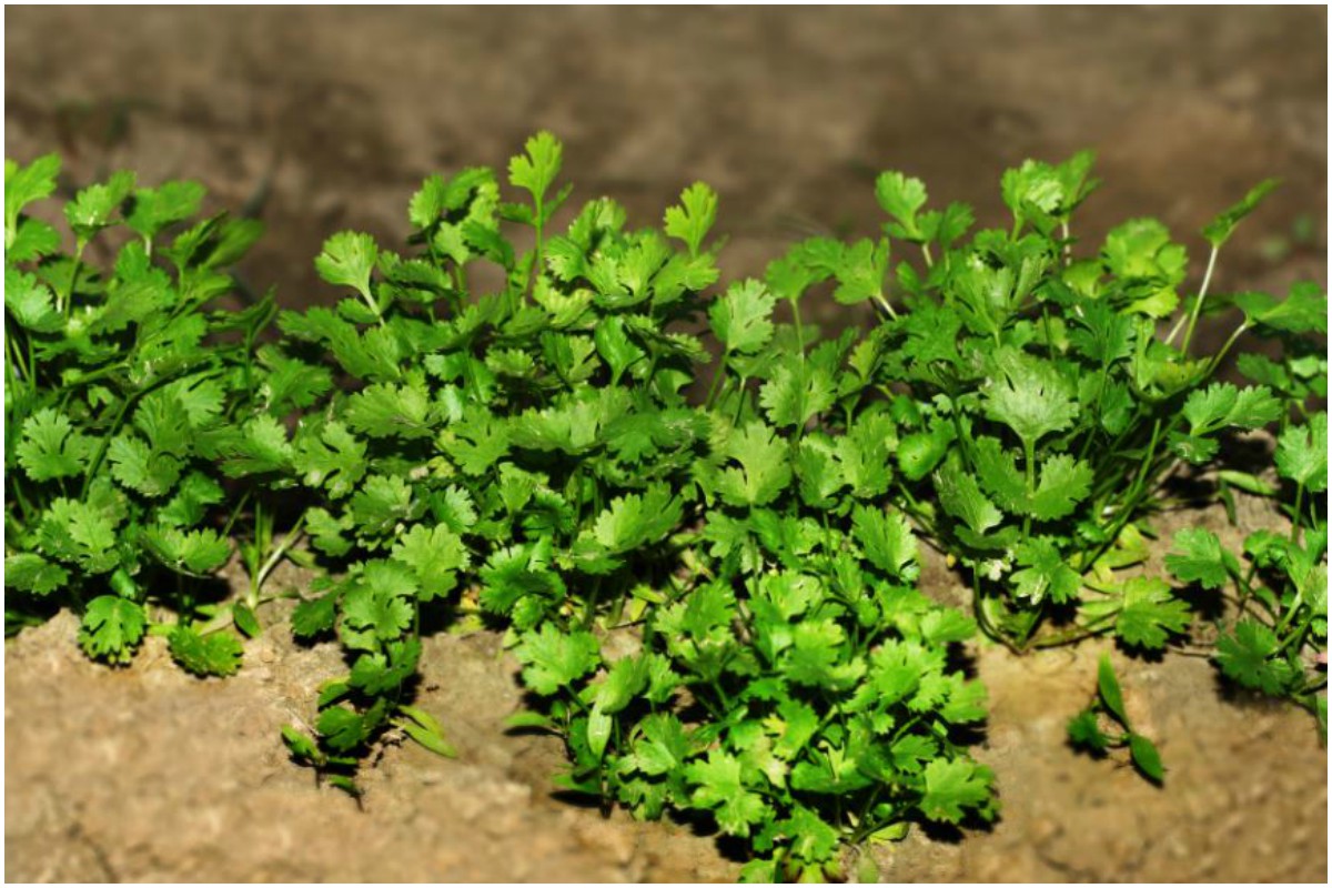 Mint leaves, Cilantro, Holy basil, Neem leaves, Curry leaves, Health benefits