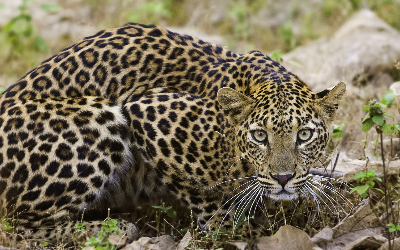 Leopard sighted near District Magistrate residence in Udham Singh Nagar