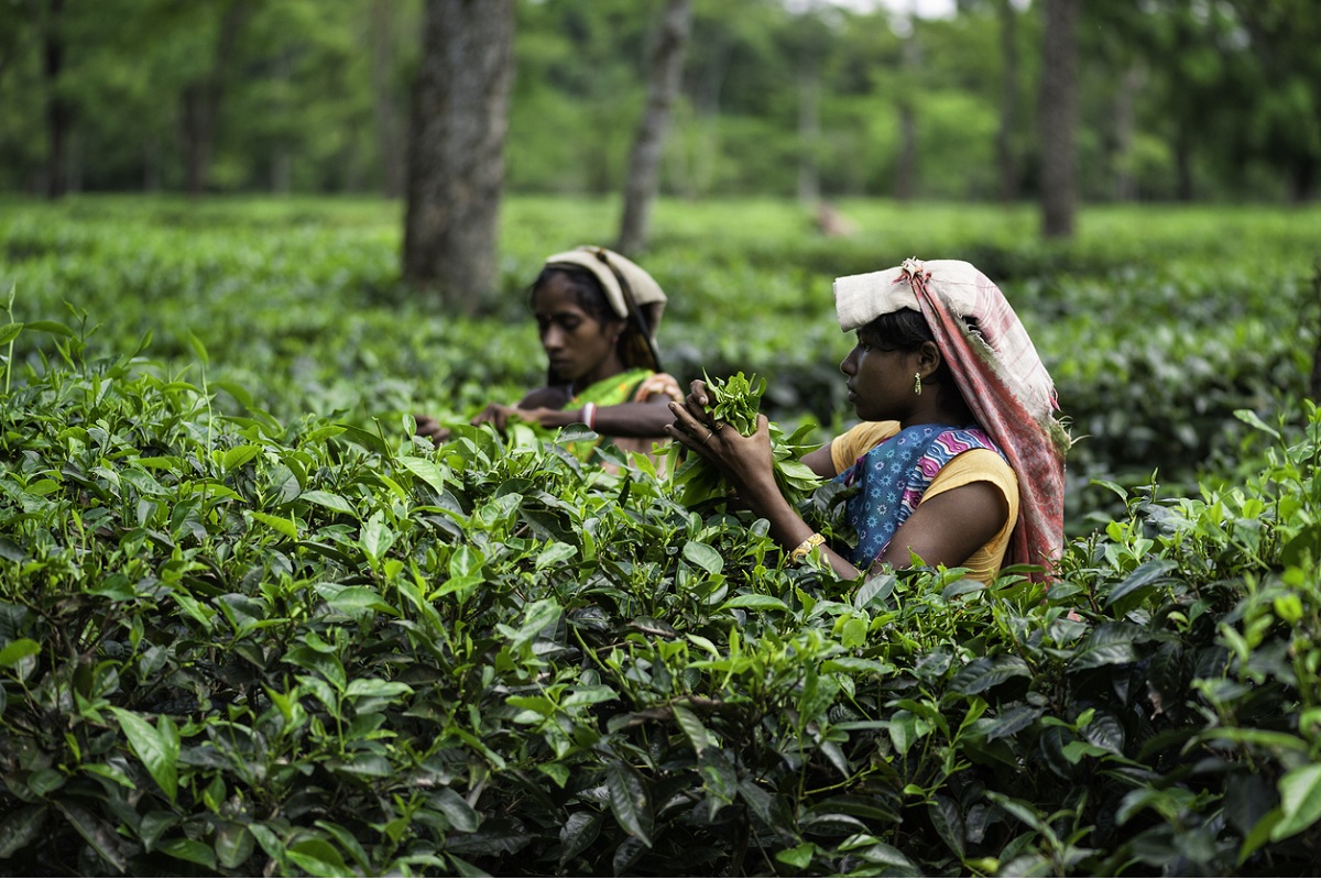 Call for safety measures in tea gardens - The Statesman