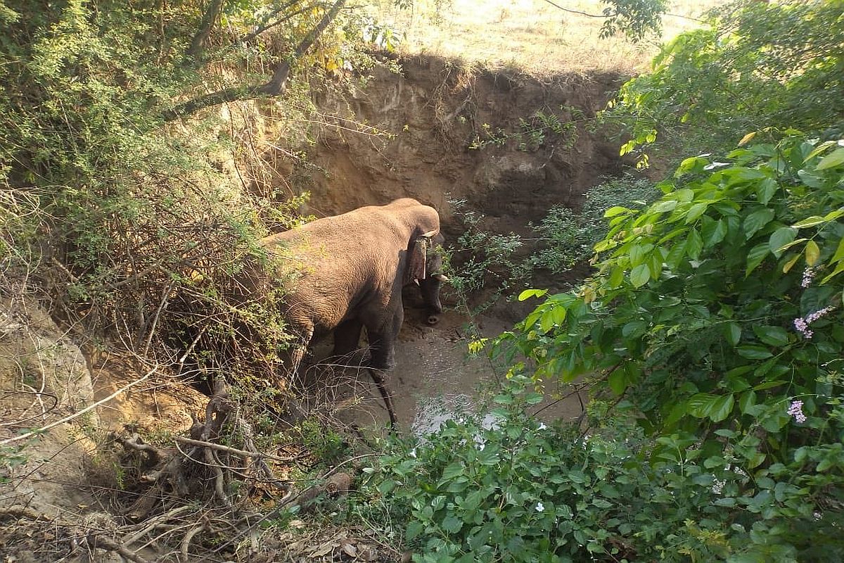 Andhra Pradesh Forest Department rescues elephant from 15 feet deep ditch