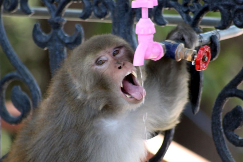 covid-19-lockdown-monkeys-desert-shimla-back-to-jungle-for-food