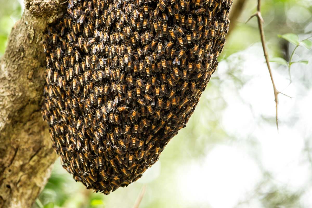 Amphan, lockdown amplify Sunderban honey collectors’ woes