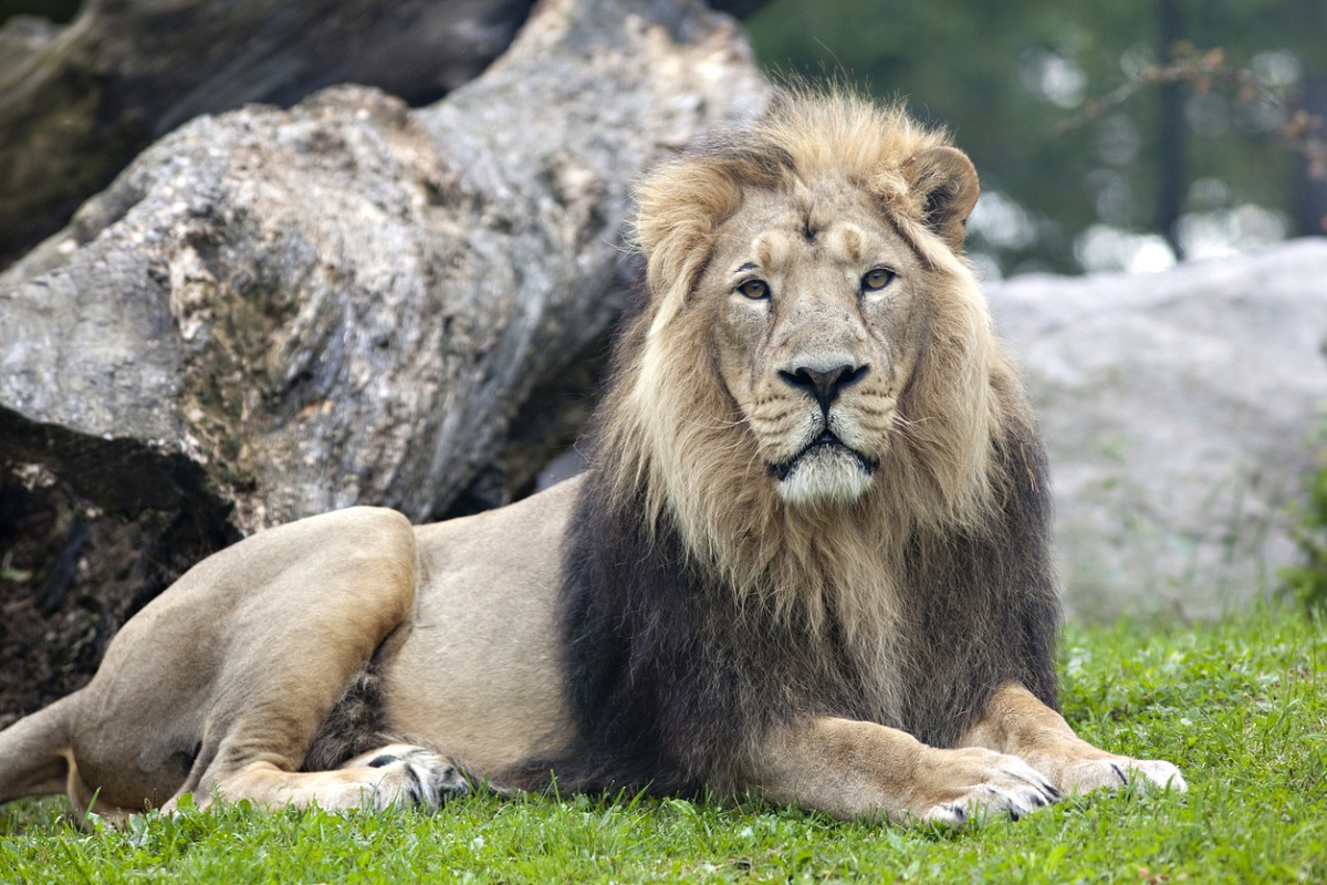 Prime Minister Modi Expresses Happiness Over Rise Of Asiatic Lion 