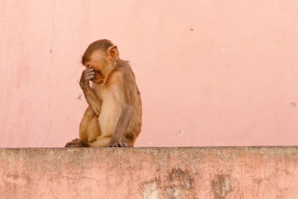 Monkey beaten, hung to death from tree in Telangana - The Statesman