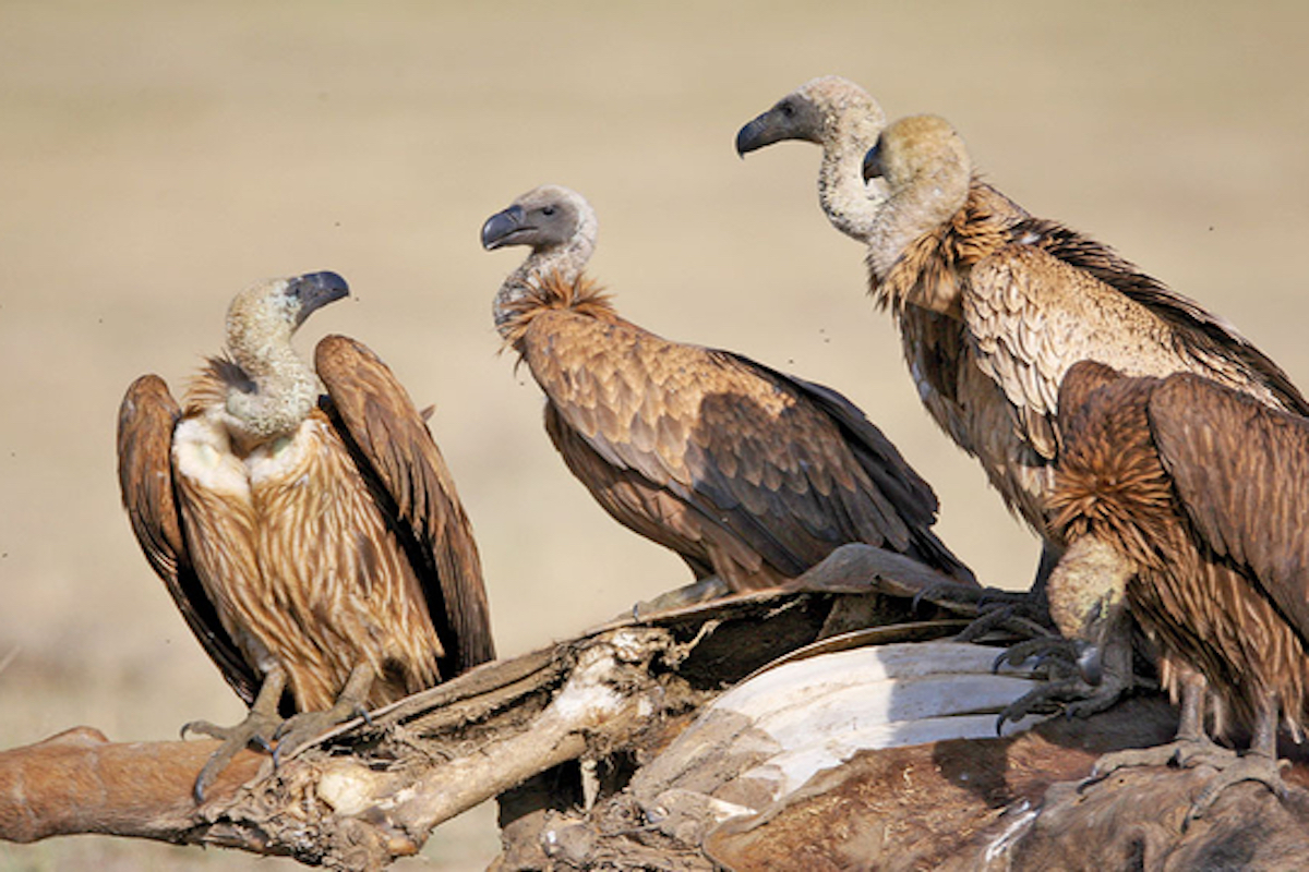 Nine districts of Kangra, Himachal come under vulture initiative ...