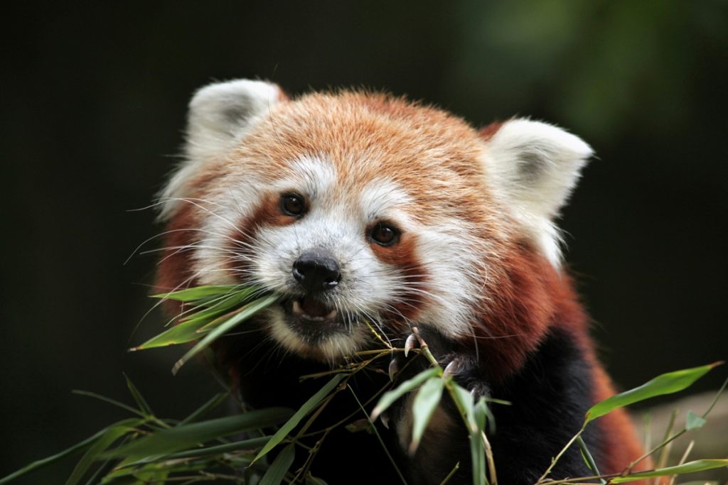 Darjeeling zoo red pandas set for Singallila Park re-wilding - The