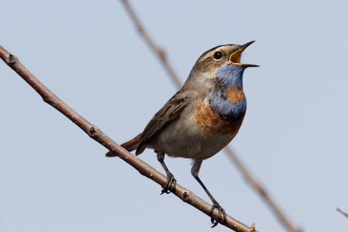 Sweet Sound Of Birds Chirping At Kanpur Zoo By Press Of A Button The 