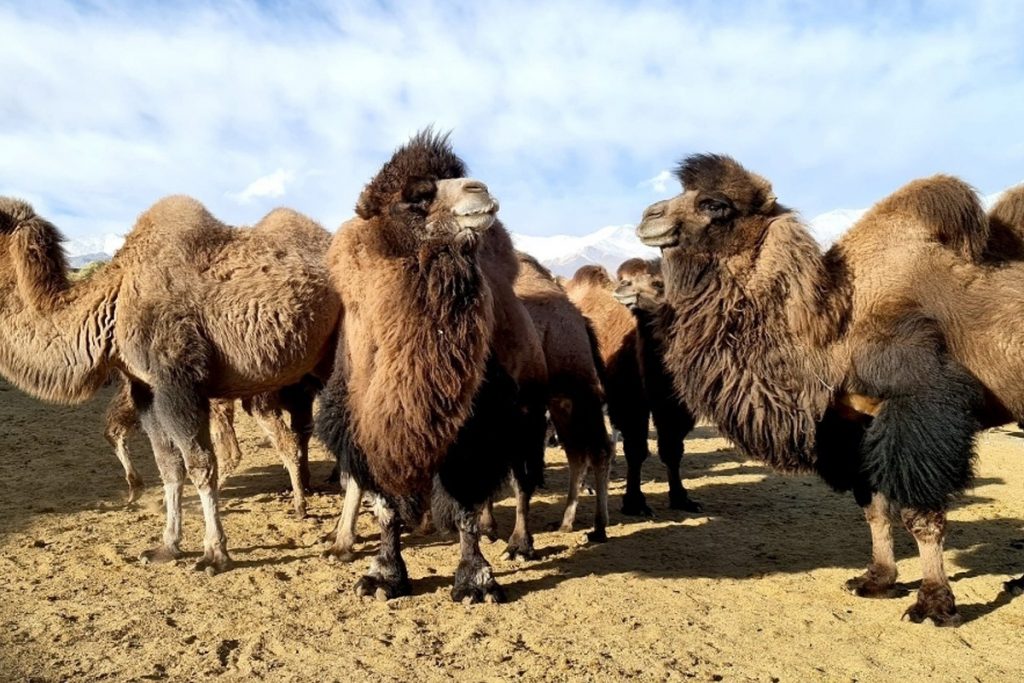 Wooly coat in winters has changed appearance of Ladakh's double humped