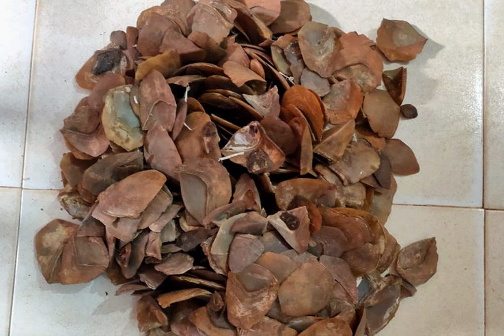 STF, pangolin, local forest