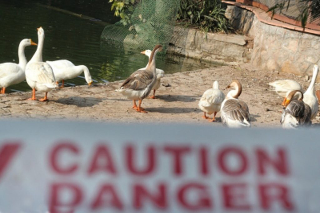 US Confirms 1st Human Case Of Bird Flu